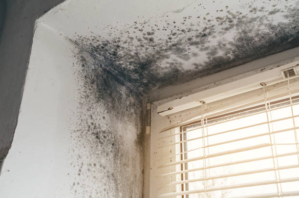Mold Remediation service in Augusta, Augusta, MI
